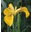 Iris Girasole